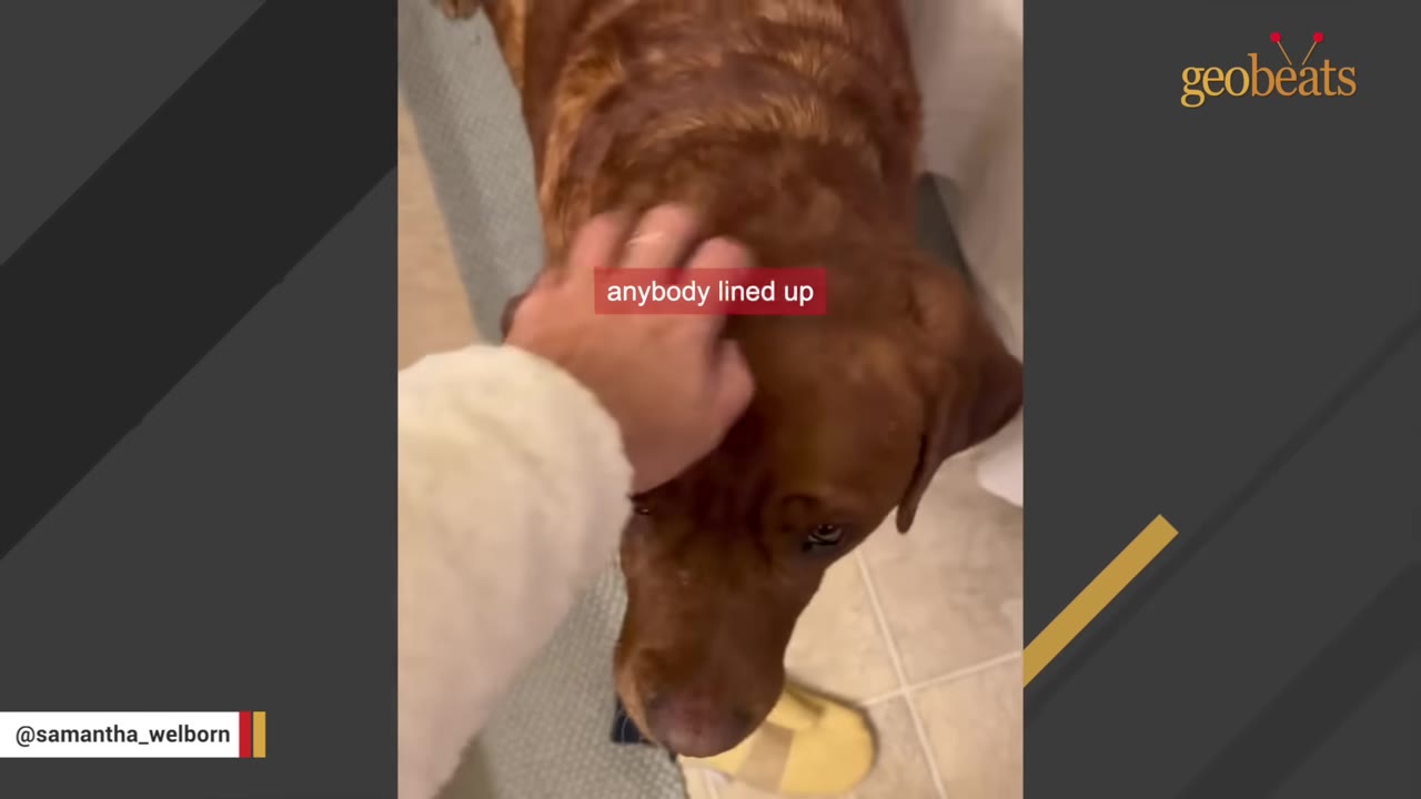 A close-up shot of a person's hand gently petting the head of a brown dog.