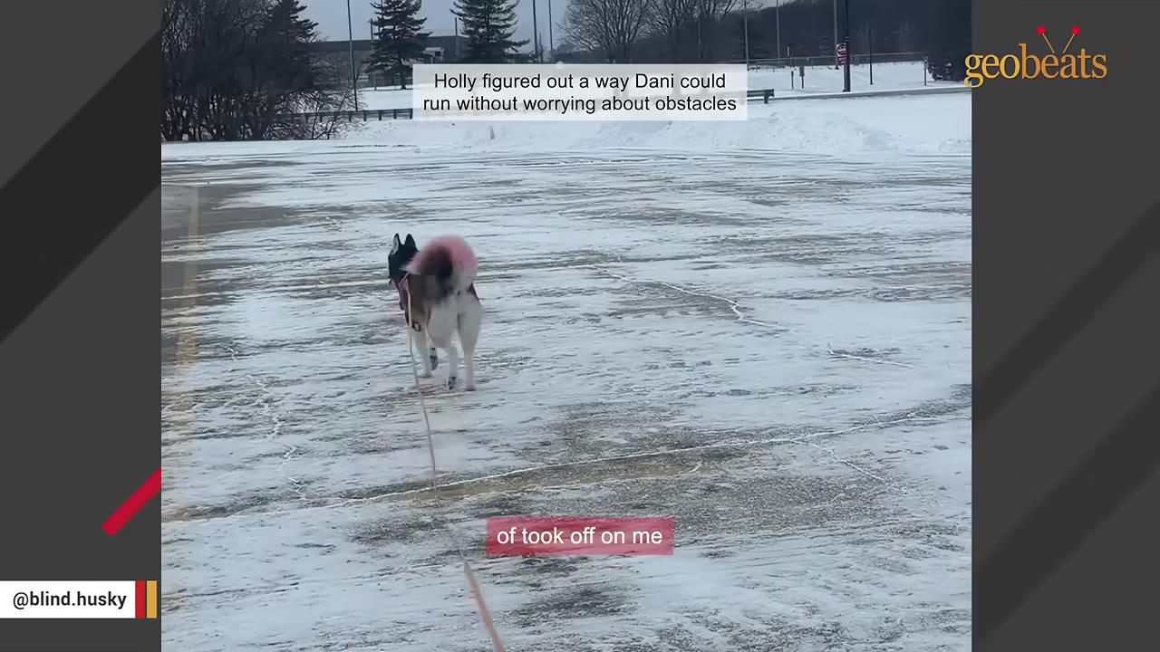 A husky with a pink-tipped tail runs away from the camera on a long leash across a wide, snow-dusted open parking lot.