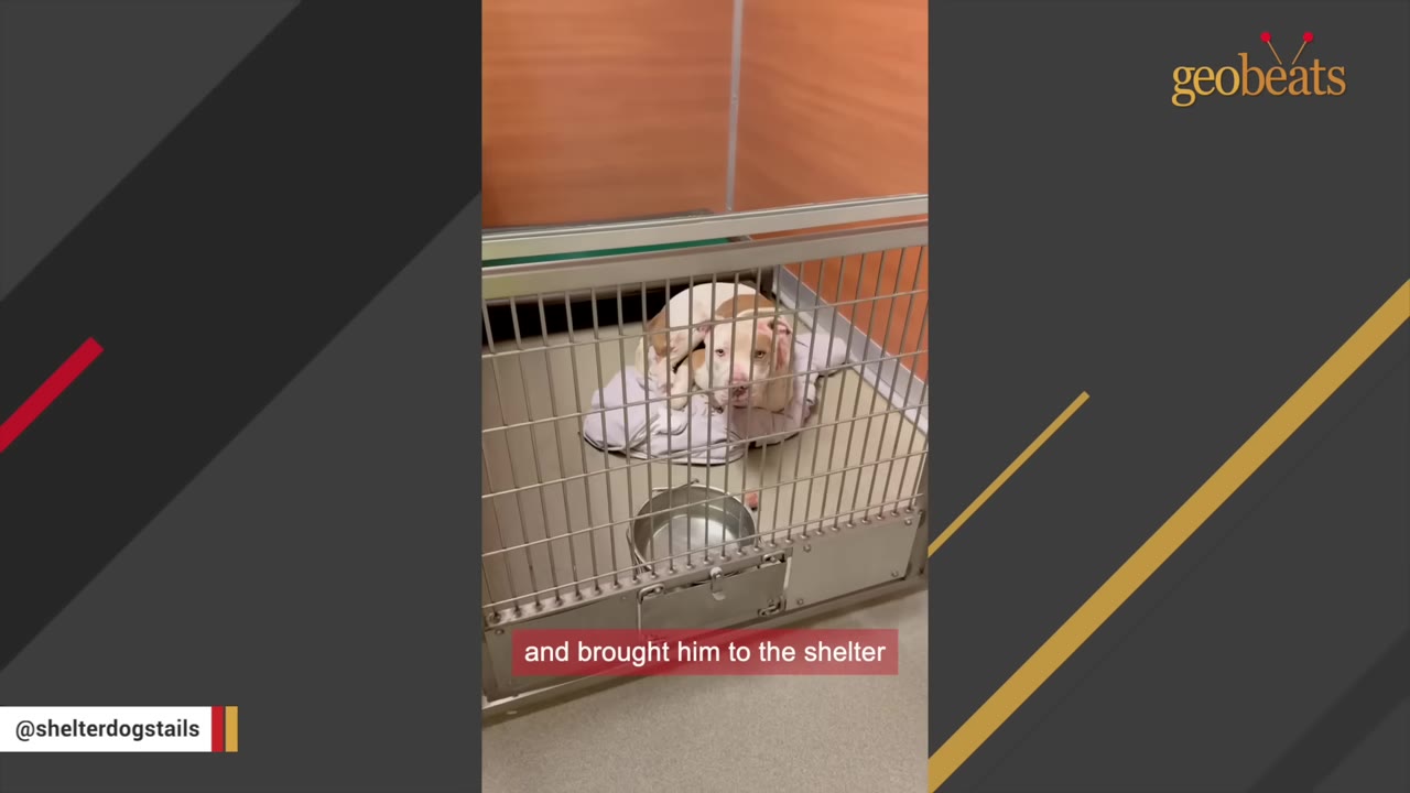 A tan and white dog lying on a blanket inside a metal shelter kennel.