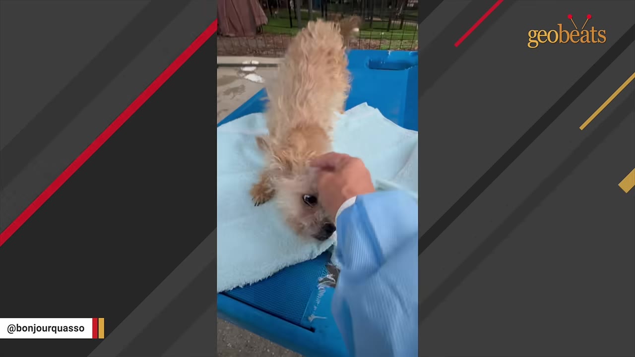 A small, light brown scruffy dog lying on a light blue towel on a blue table, being gently petted on the head by a person wearing a blue sleeve.