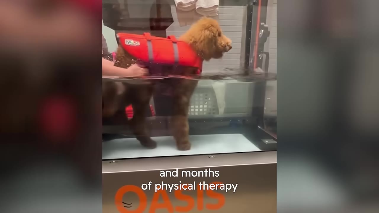 A golden-colored puppy wearing a red life vest walks on an underwater treadmill during a physical therapy session.