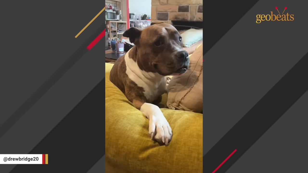 A brown and white dog with a white paw resting on a yellow cushion, looking off-camera with a gentle expression.