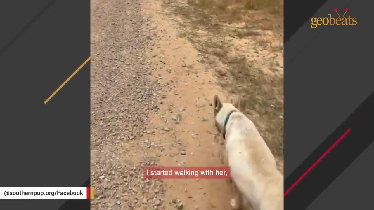 A white dog with a collar walks ahead on a gravel and dirt road, viewed from behind as if being followed on foot.
