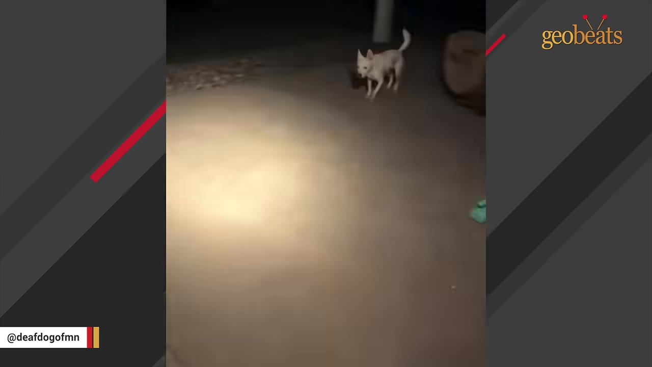 A white dog outside at night looking towards a bright beam of light cast on the ground from a flashlight.