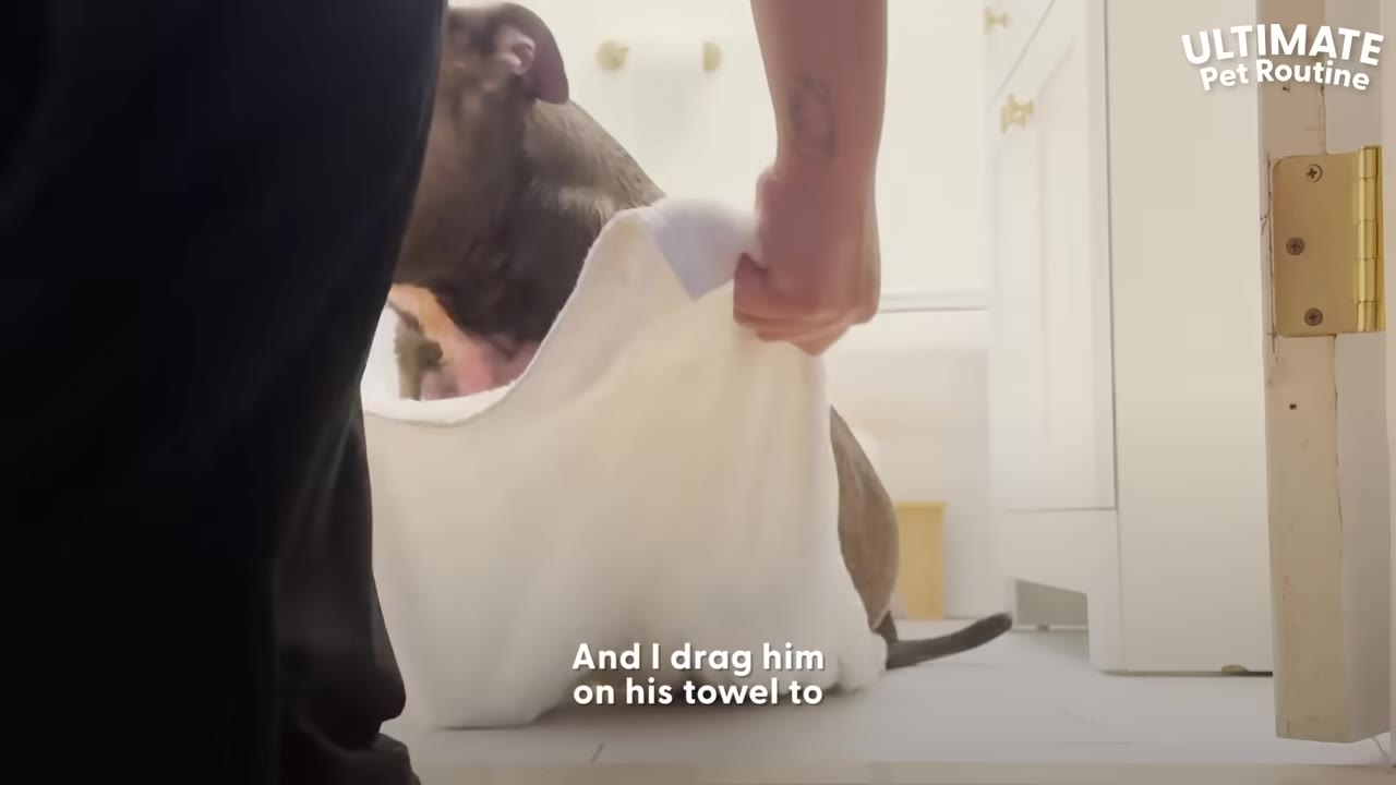 A person dragging a large grey dog sitting on a white towel across a bathroom floor.