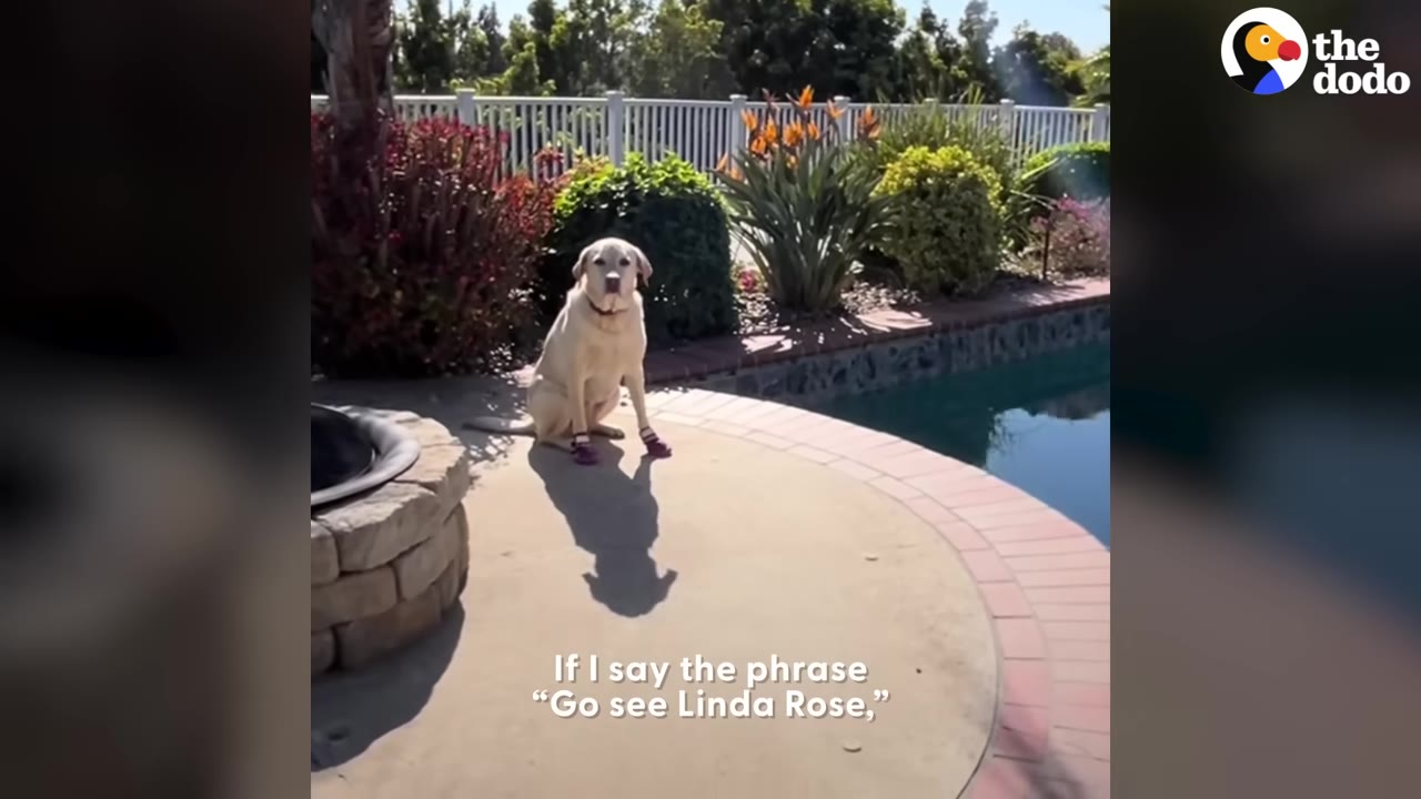 A yellow Labrador retriever wearing purple booties sits on a concrete patio next to a swimming pool and a stone fire pit.