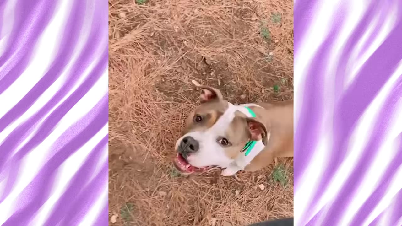 A close-up, high-angle shot of a brown and white puppy with a green collar looking up excitedly while sitting on a bed of dry pine needles.
