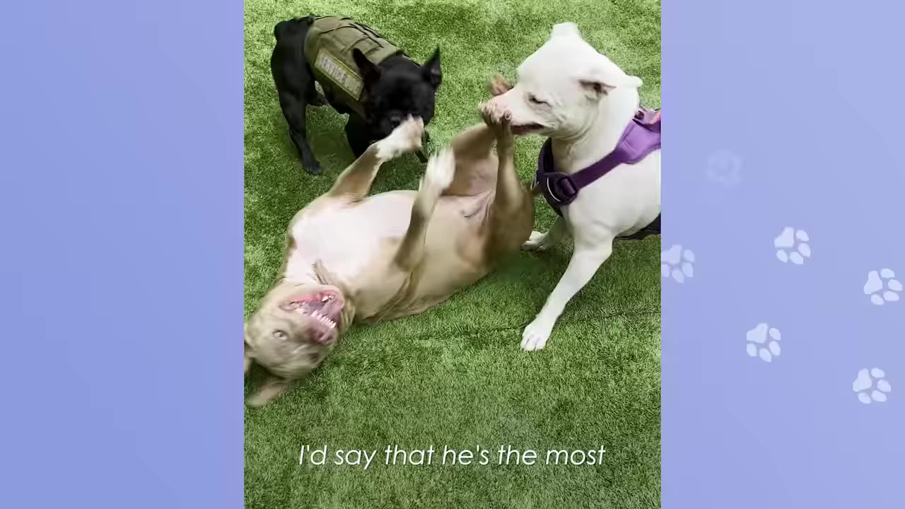 A light brown dog lies on his back on green turf, playfully interacting with a white dog in a purple harness and a black dog wearing a vest.
