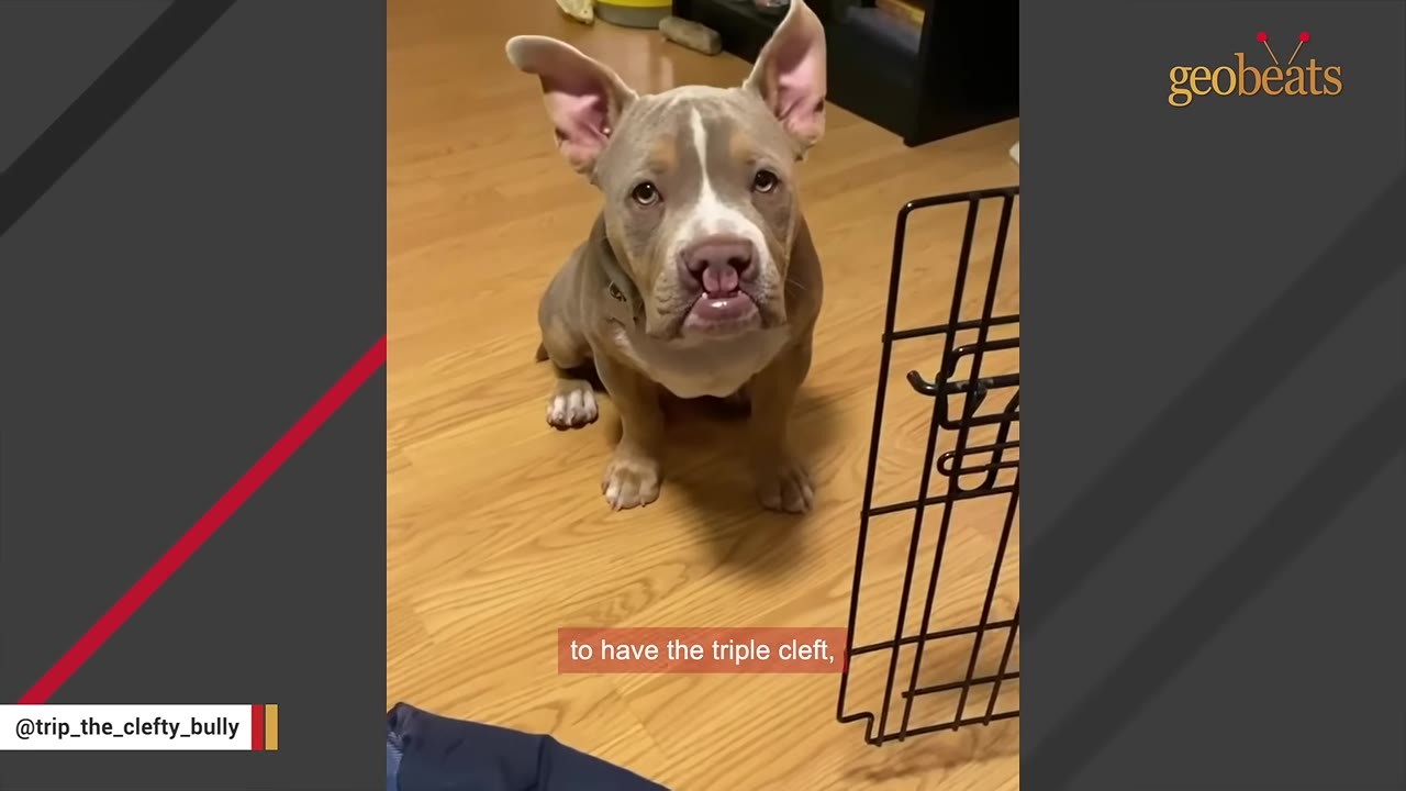 A tan and white puppy with a visible cleft palate sits on a wooden floor looking up at the camera.