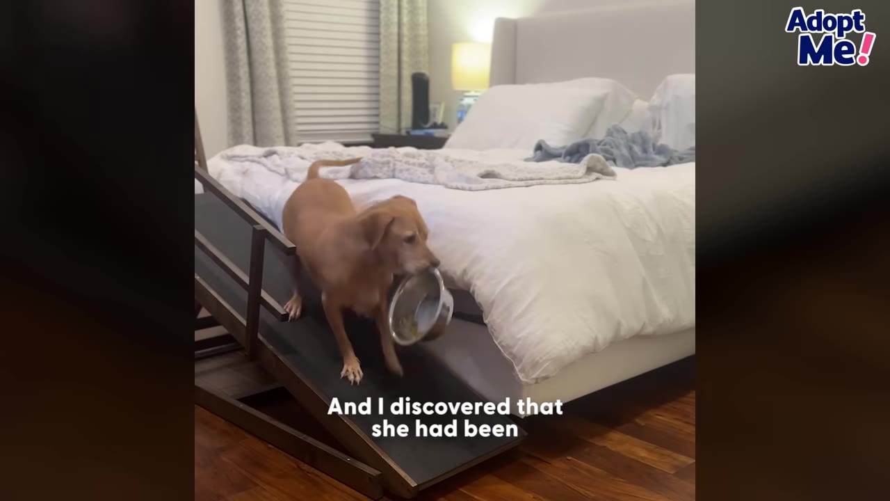 A brown dog carrying a metal food bowl in its mouth while walking down a ramp next to a bed.