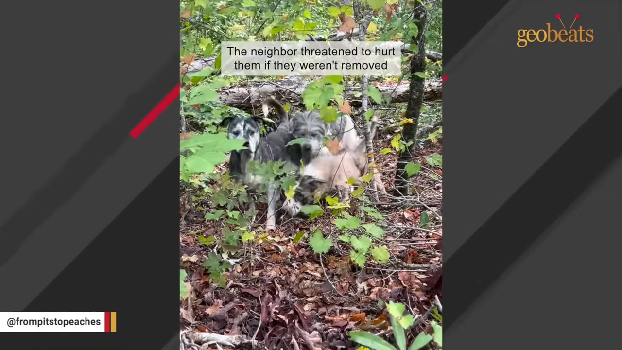 Several dogs stand in a wooded area with dry leaves on the ground, with a text overlay that reads, 'The neighbor threatened to hurt them if they weren't removed'.