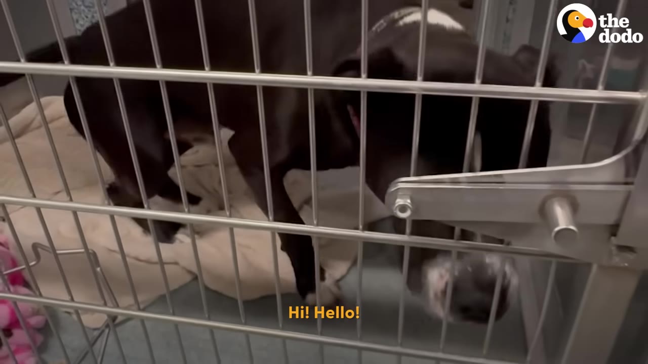 A black dog with white paws stands inside a metal kennel cage, with a pink plush toy visible on the floor to the left.