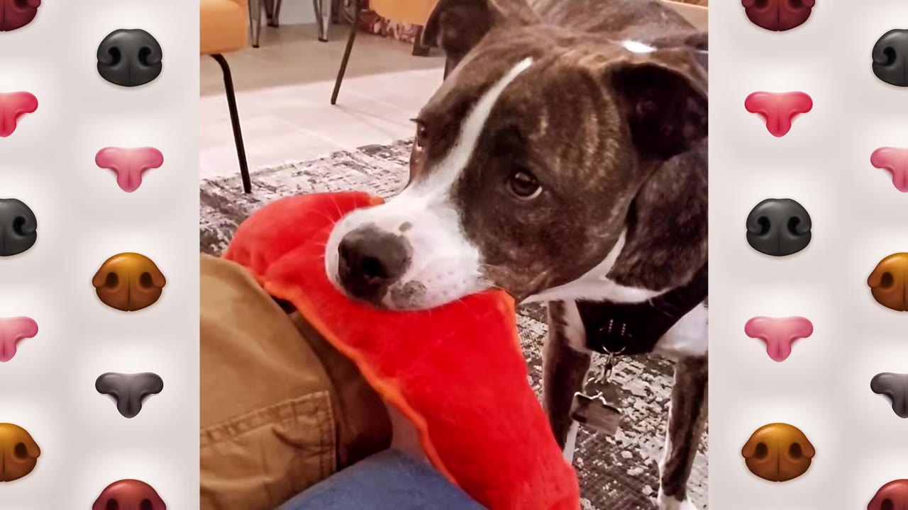 A brindle and white dog with a black harness holds a red plush toy in its mouth, looking up with expressive eyes.