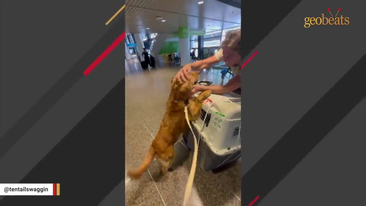 A golden dog stands on its hind legs to greet a person excitedly inside an airport terminal next to a pet travel crate.