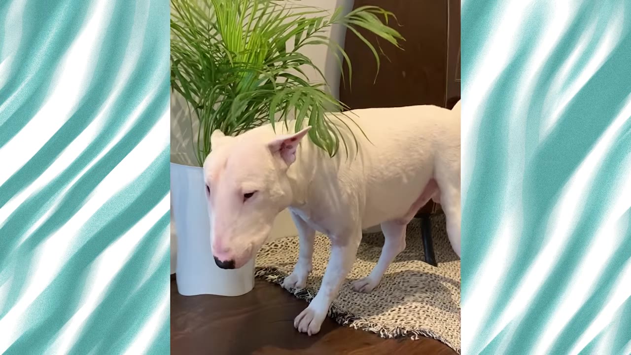 A white Bull Terrier standing slowly under the hanging green leaves of a potted houseplant.