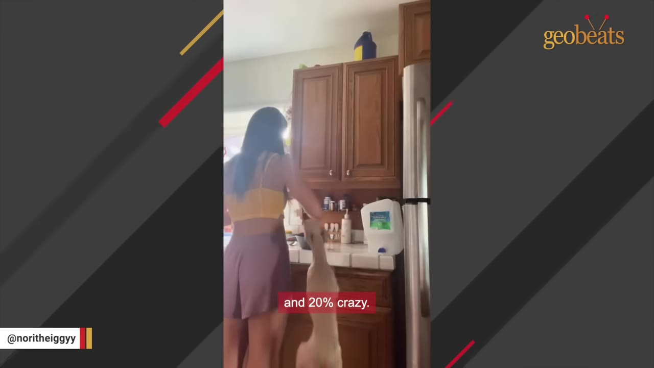 A woman in a yellow top and purple shorts stands in a kitchen next to an Italian Greyhound standing on its hind legs.