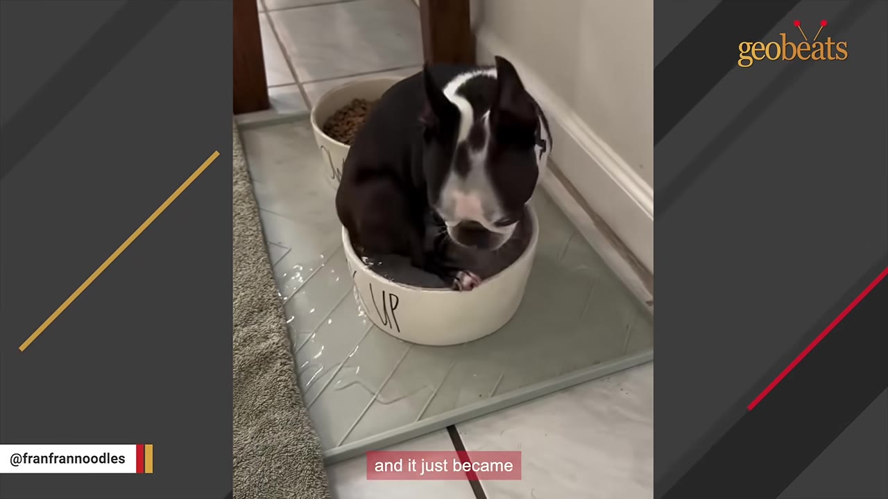 A black and white Boston Terrier sits curled up inside a white ceramic water bowl on a gray mat to cool off.