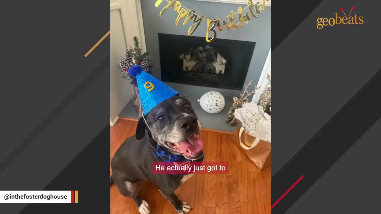 A happy black and white dog wearing a blue birthday hat with the number 9 sits on a wooden floor, looking up with an open mouth and bright expression.