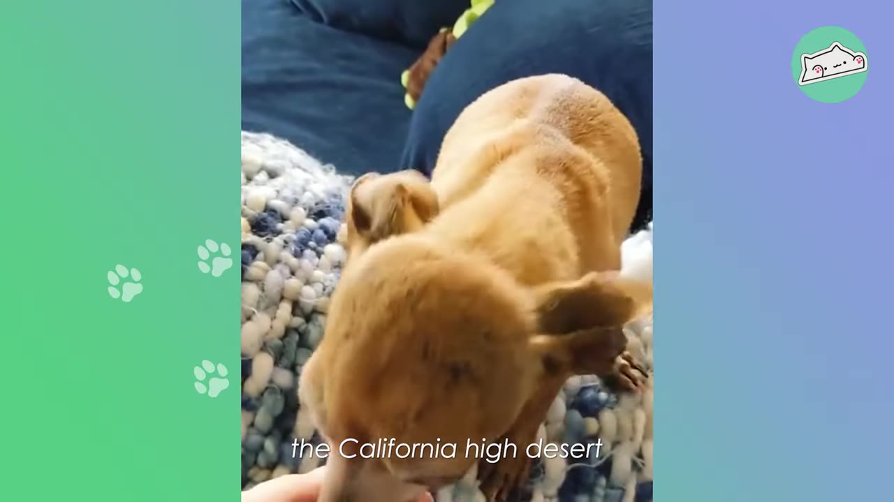A small tan Chihuahua-mix dog stands on a blue and white knit blanket, with the text 'the California high desert' overlaid at the bottom.
