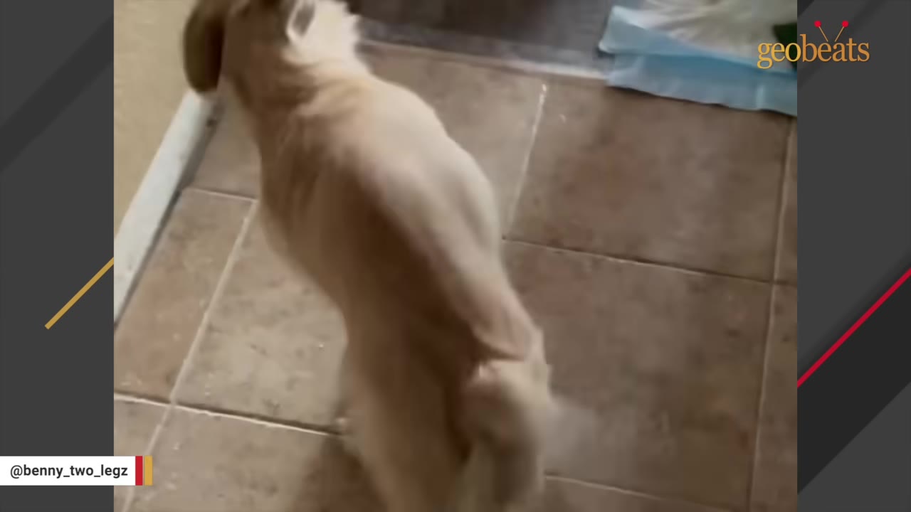 A light-colored dog standing on its hind legs on a tiled floor inside a house.