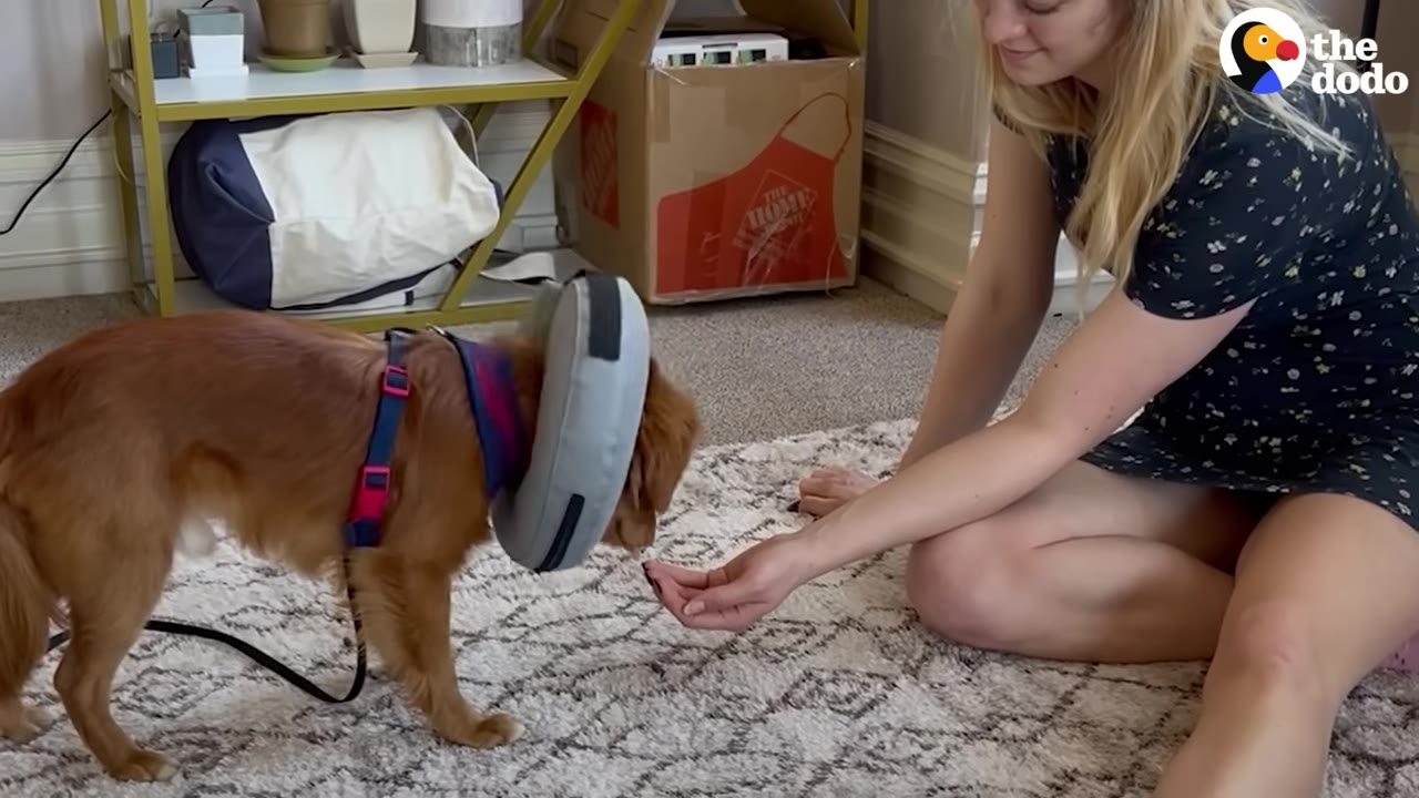 A woman sitting on a rug offers a treat from her open hand to a small brown dog wearing a grey inflatable collar.