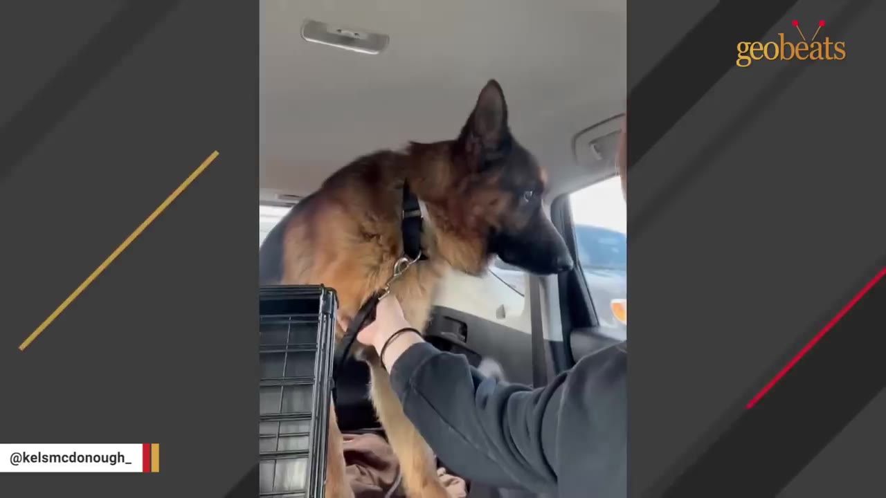 A German Shepherd dog inside a car being gently held by a person's hand on its collar.
