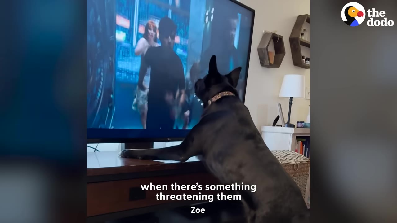 A dark-colored dog stands on its hind legs with its front paws resting on a TV stand, intently watching an action scene on the television screen.