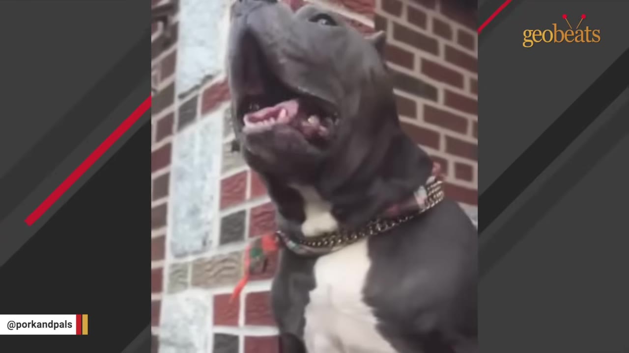 A grey and white pit bull-type dog with its head tilted back and mouth wide open as if vocalizing, wearing a collar, in front of a brick wall.