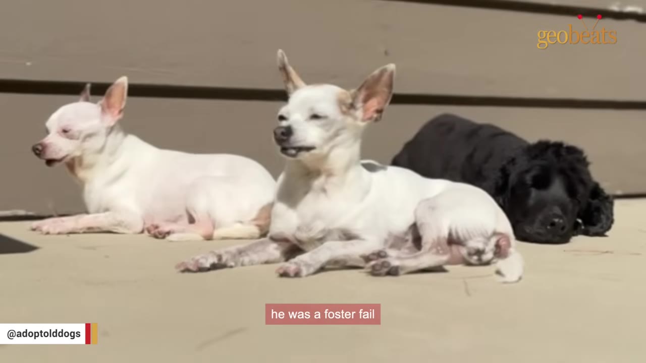 Three dogs, including two white chihuahuas and a black dog, lie down together outside in the sun.