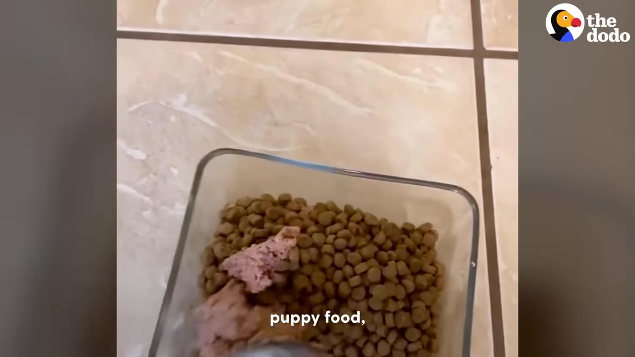 A glass container filled with dry dog kibble and a scoop of wet dog food.