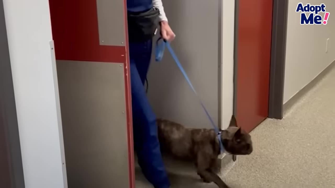 A veterinary staff member in blue scrubs leads a brindle dog on a blue leash through a doorway inside a clinic.