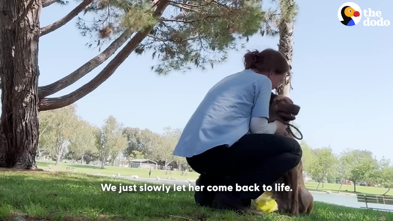 A woman in a blue shirt crouches down on a grassy lawn to hug a brown dog under a tree.