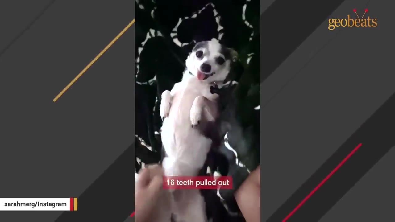 A small black and white chihuahua lies on its back on a dark blanket, looking up with its tongue slightly out, with text overlay reading '16 teeth pulled out'.
