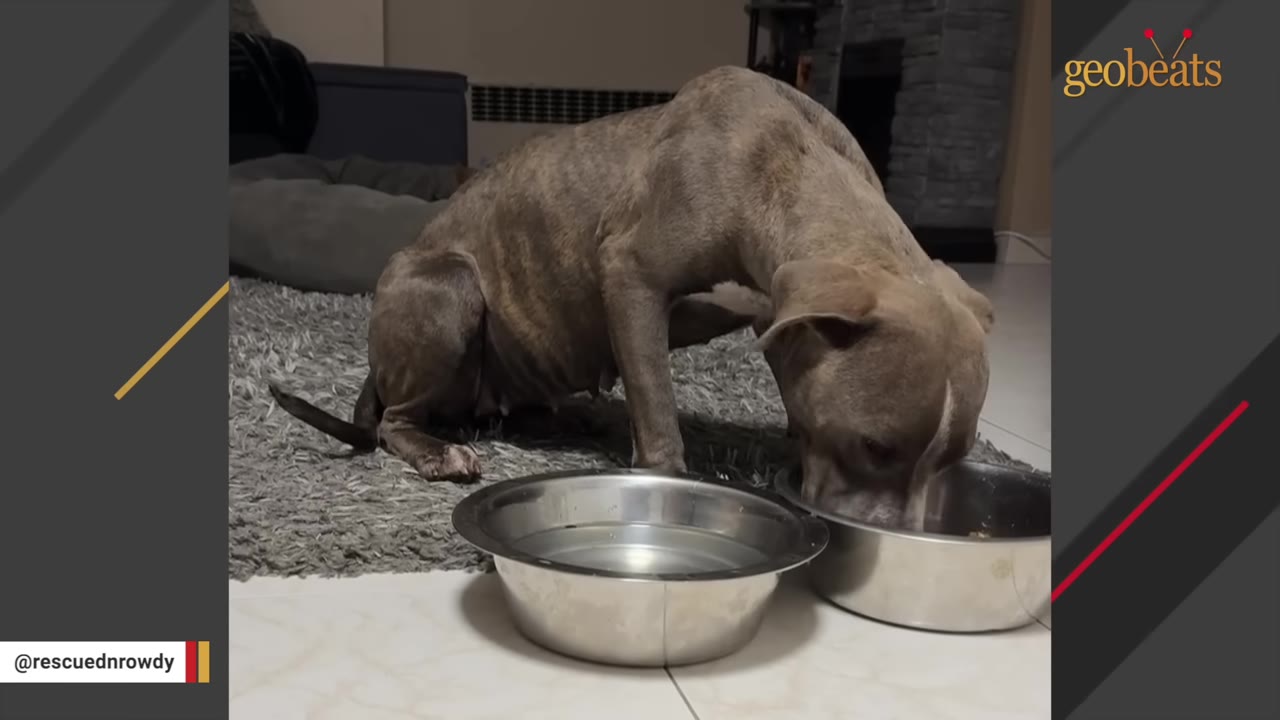 A thin, greyish-brown dog with a hunched back eats from a metal bowl on a grey rug next to a water bowl.
