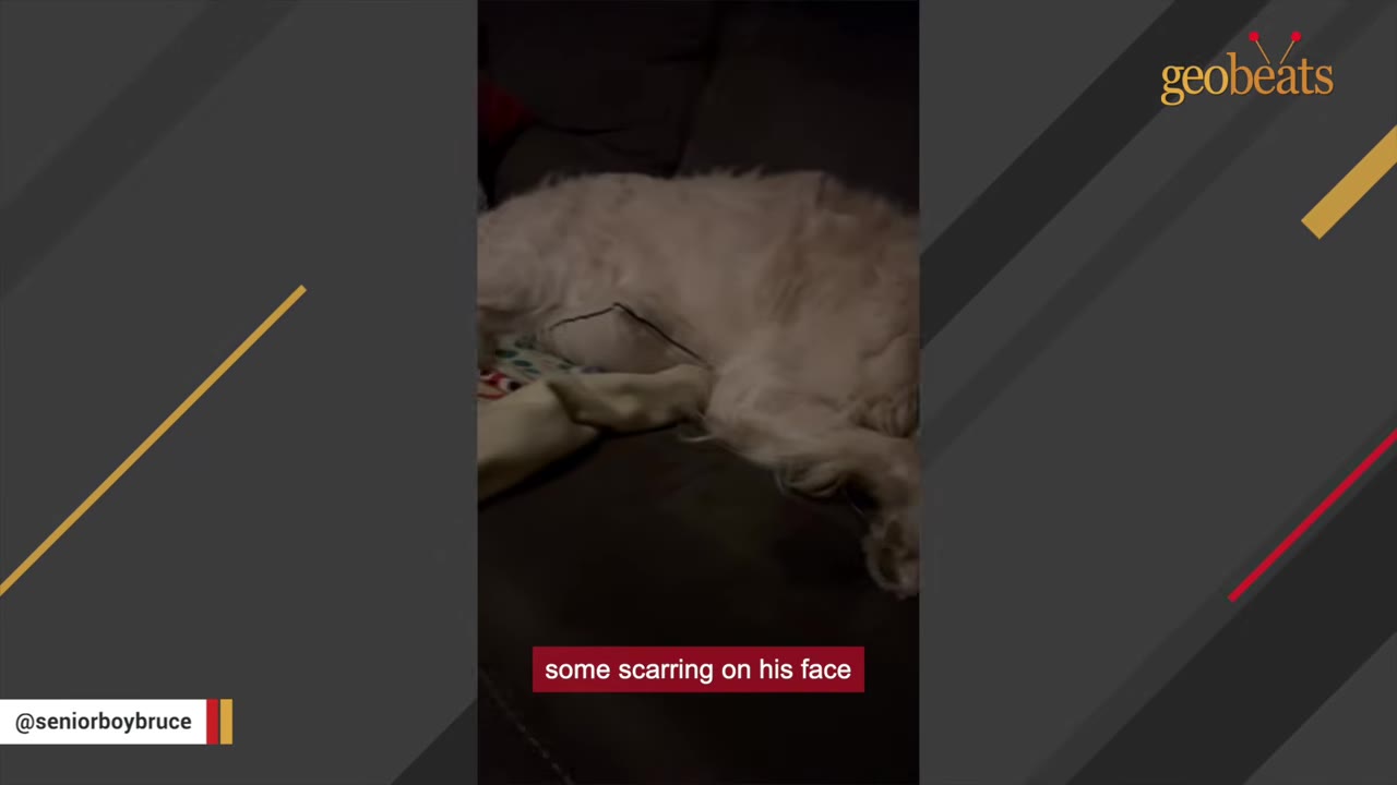 A light-colored dog resting on a dark couch with a text overlay that reads 'some scarring on his face'.