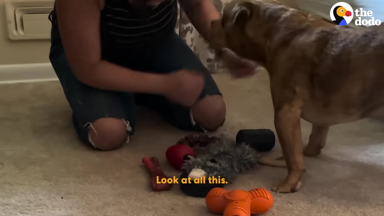 A brown dog stands on a carpeted floor next to a kneeling person, looking at a pile of various dog toys gathered on the floor.