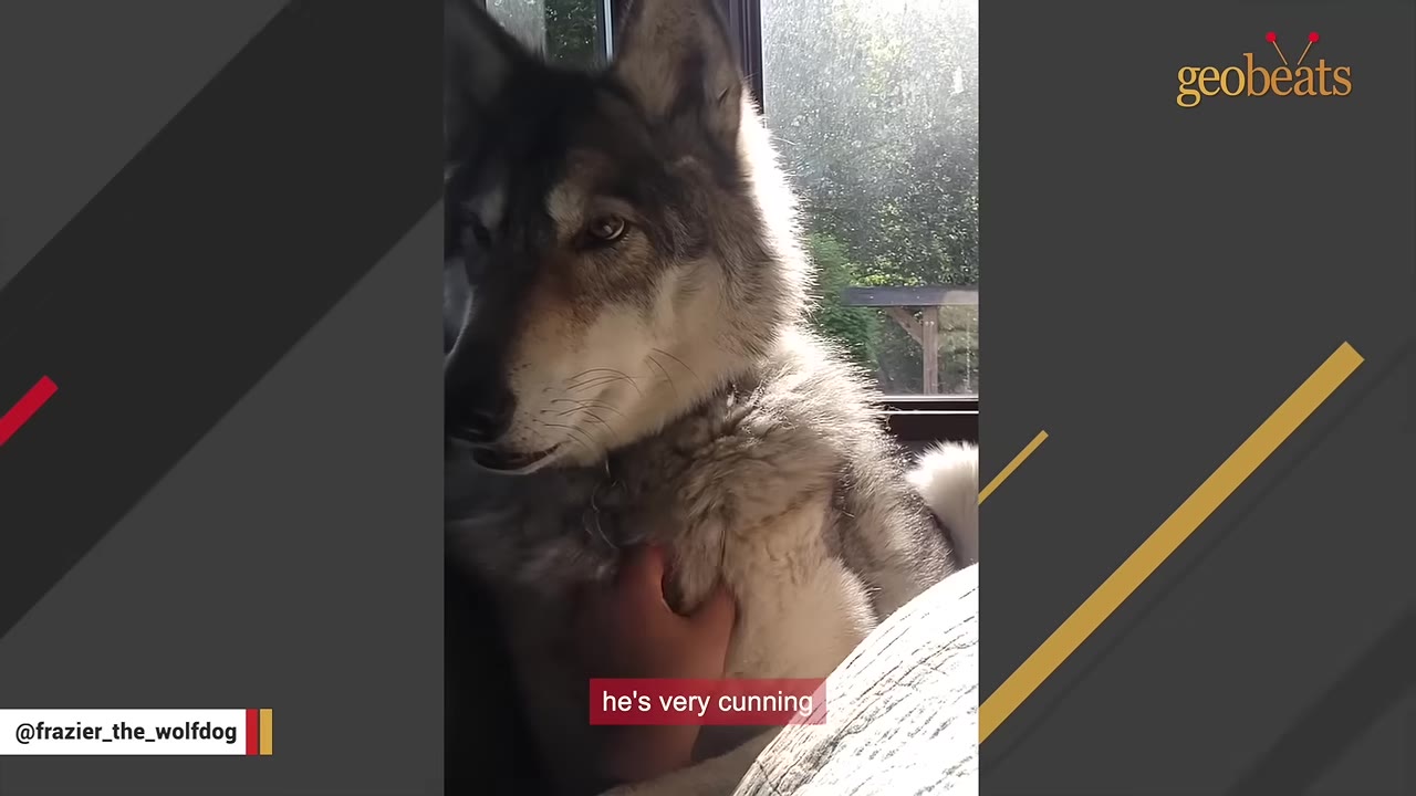 A close-up shot of Frazier, a wolfdog with thick grey and white fur, looking off to the side as a hand gently pets his chest.