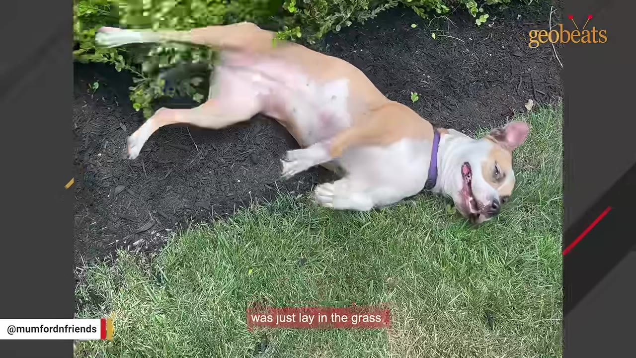 A tan and white dog wearing a purple collar rolls happily on its back in the grass next to a garden bed.