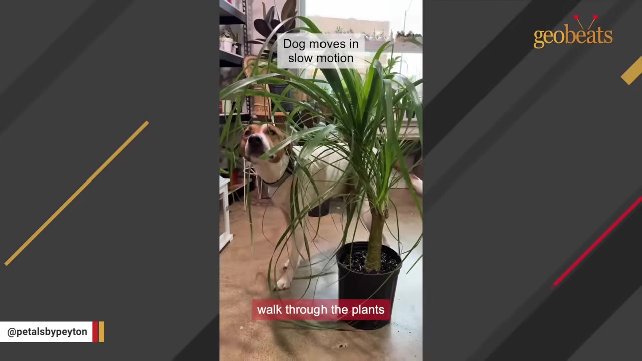 A brown and white dog slowly walks underneath the long, green leaves of a potted ponytail palm plant.