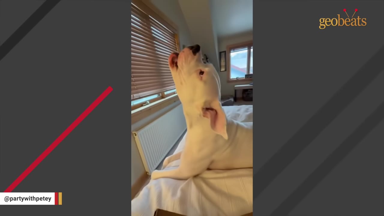 A white dog with floppy pinkish ears lies on a bed in a sunny bedroom, looking up with its mouth open as if howling.