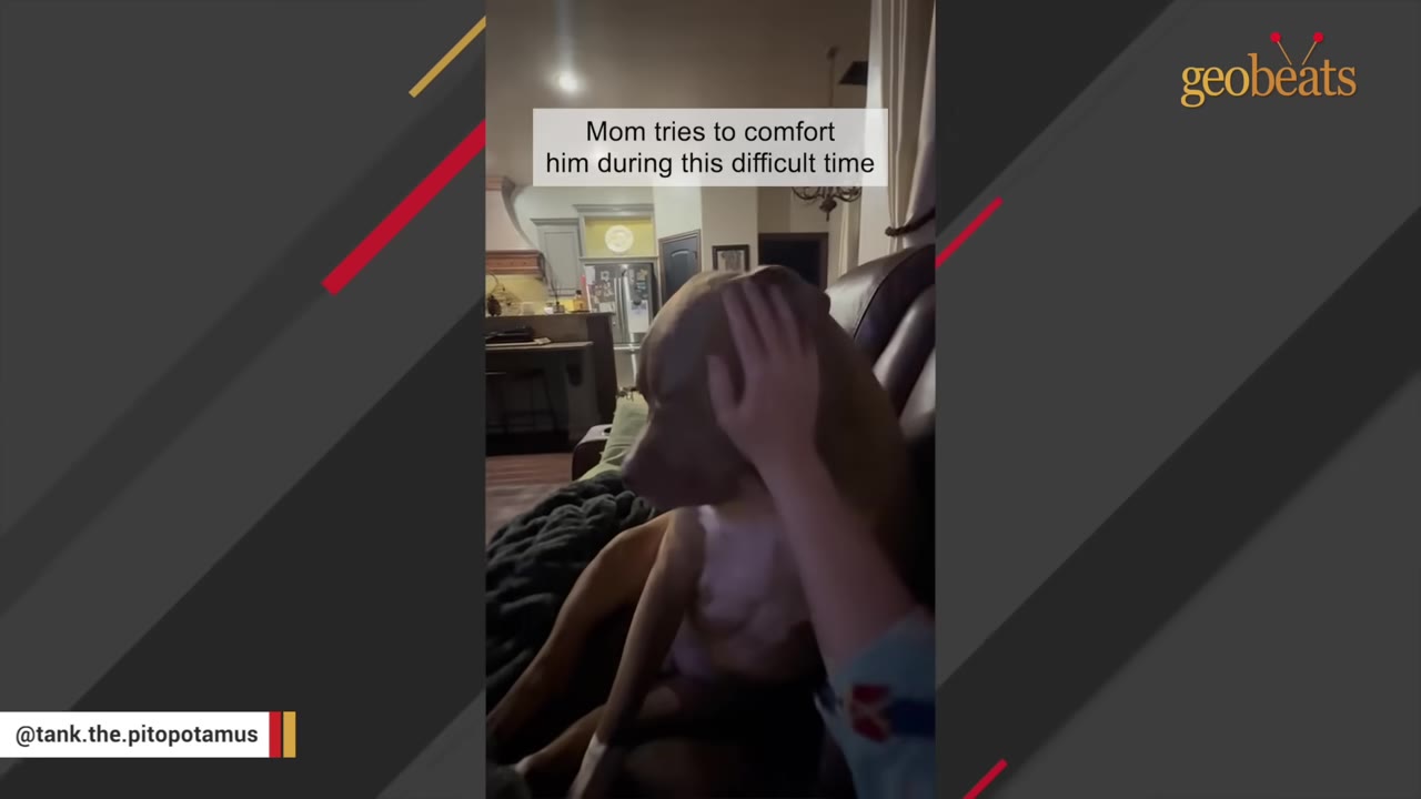 A person's hand gently pets a brown and white pit bull named Tank as he sits on a couch.