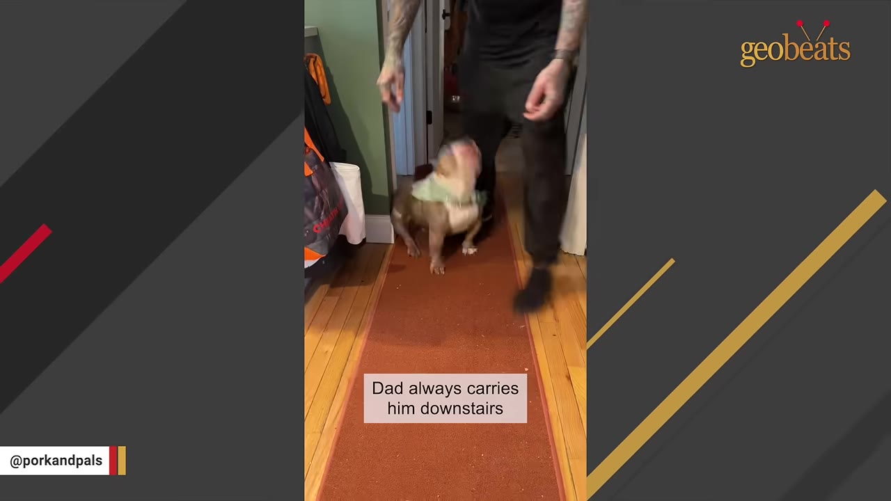 A short-legged bulldog wearing a green bandana stands on a red hallway runner rug, looking up at a man walking toward him.