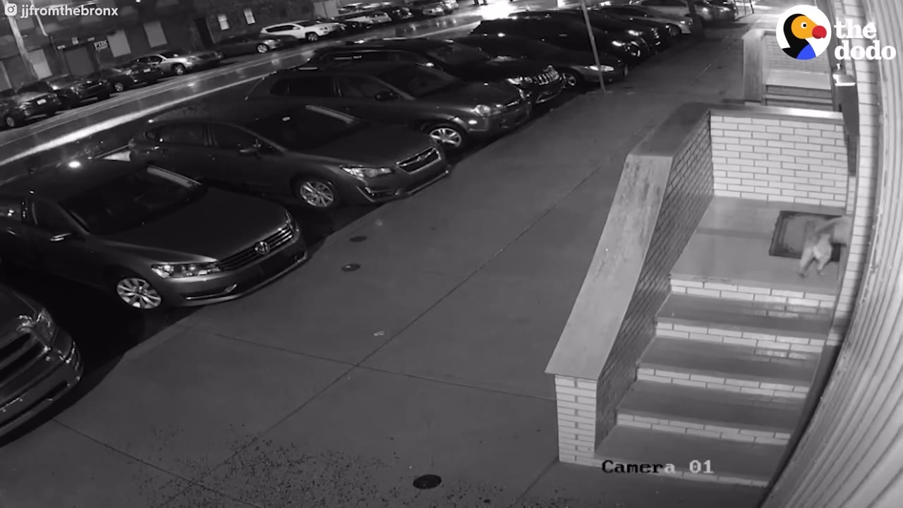 A black and white security camera view of a dog standing on the porch of a building at night, near the entrance door.