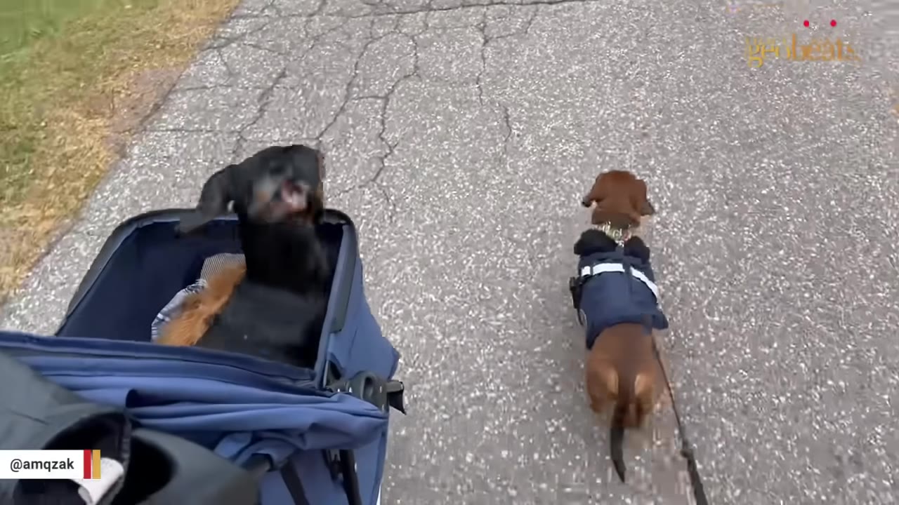 A black dachshund sits inside a blue dog stroller while a brown dachshund walks on a leash beside it on an asphalt path.