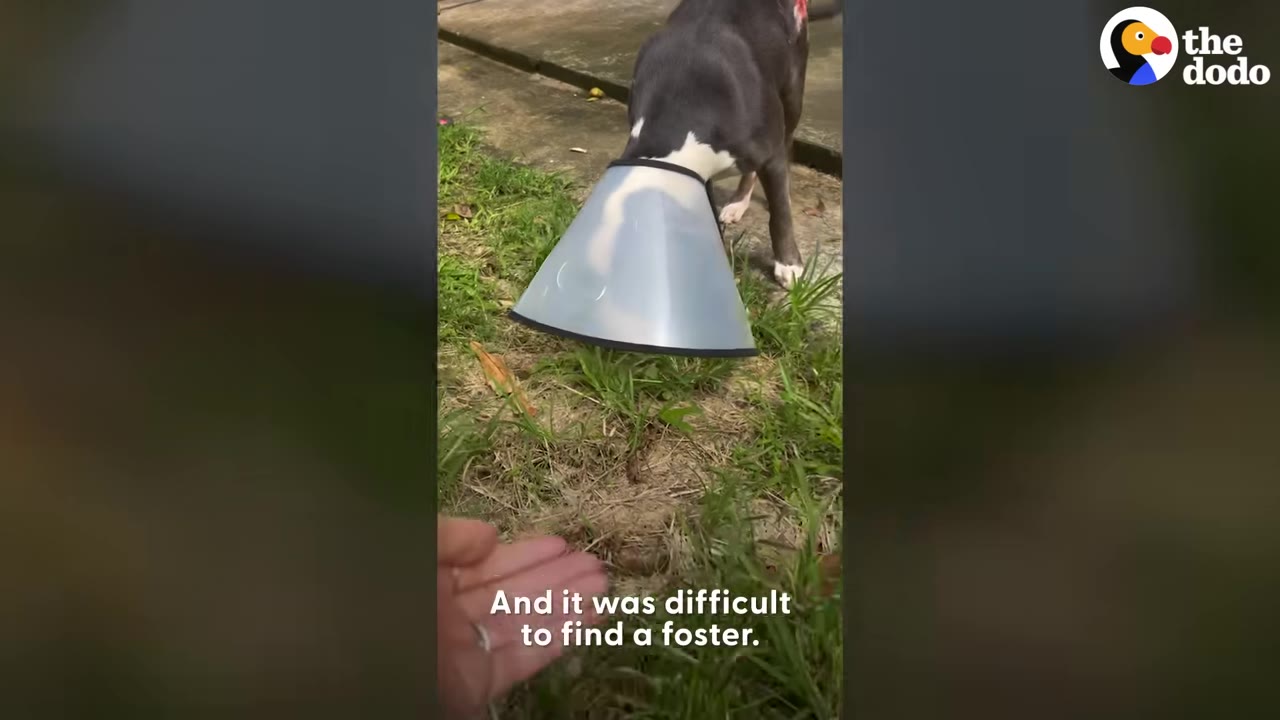 A dog wearing a plastic protective cone stands on a grassy patch while a hand reaches out towards it, with the subtitle 'And it was difficult to find a foster' displayed at the bottom.