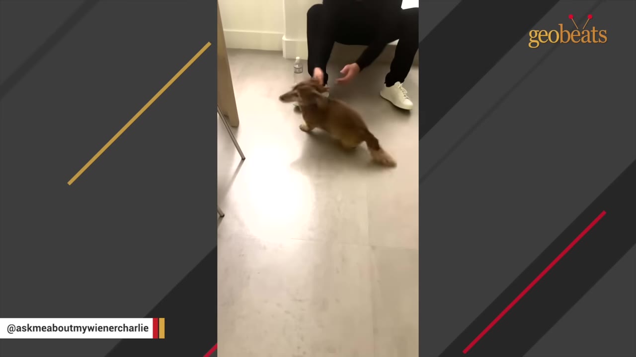 A brown dachshund happily greets a person sitting on the floor.