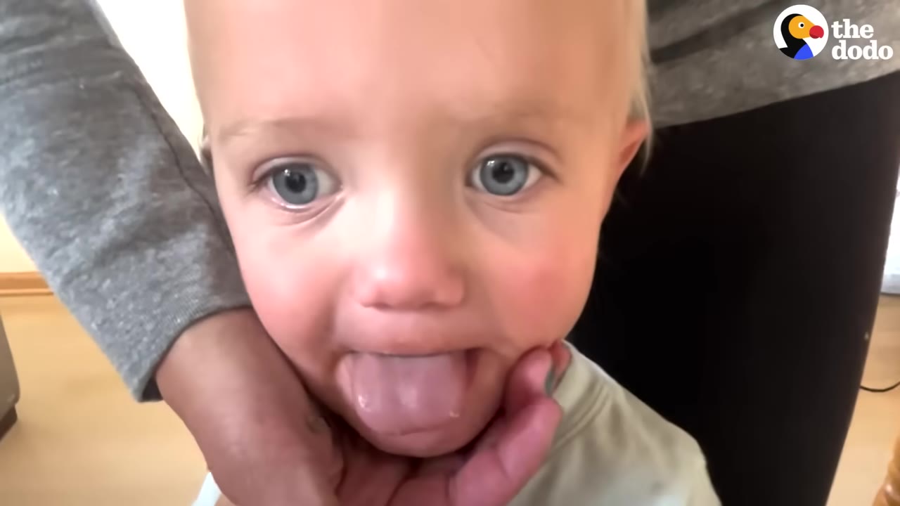 A close-up of a toddler sticking out his tongue while an adult's hand gently holds his chin.