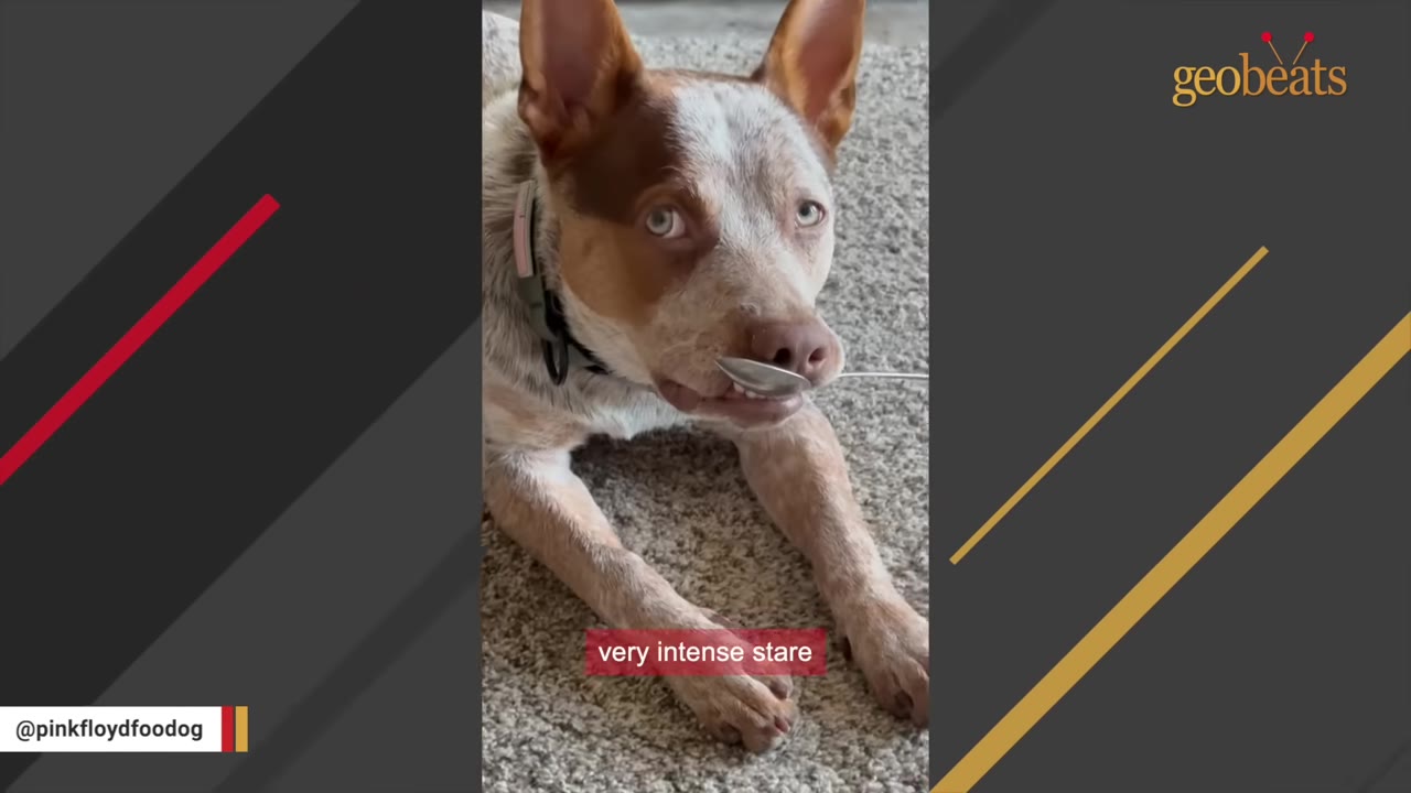 A close-up of an Australian cattle dog mix lying on a carpet, holding a metal spoon in its mouth and staring intensely with light-colored eyes.
