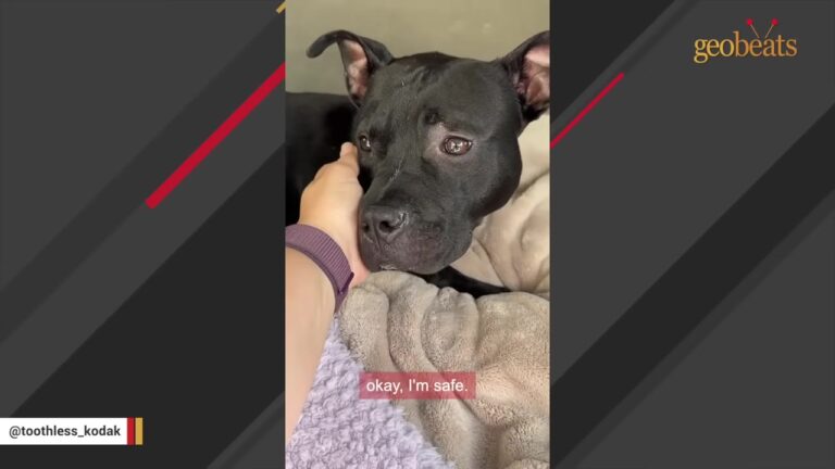 Florida Dog Dumped At A Hospital Would Flinch From Touch, Then His Family Found A Strange Solution