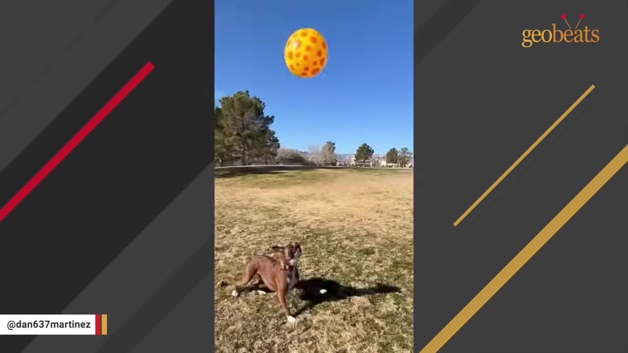A brown dog looks up at a large yellow ball floating in the blue sky above a grassy park.